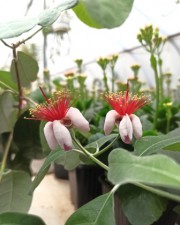 В теплице ботанического сада ВГСПУ цветет фейхоа