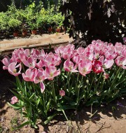 Дивный сад весенний: в Ботаническом саду ВГСПУ цветет сакура