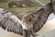 Зоологический музей ВГСПУ проводит экскурсии для школьников