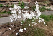 В ботаническом саду ВГСПУ цветет магнолия